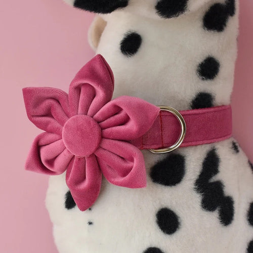 Baby Boo Engraved Dog Collar and Leash Set | Personalized Walking Accessories